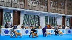 Perkin Jaya Kembali Gelar Kontes All Breed Dog Show 2023